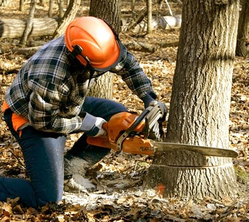Tree Removal in Achille, OK